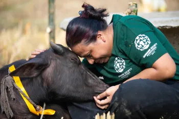 Saved from slaughter at Gadhimai